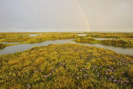 Saltmarsh (c)Terry Whittaker2020VISION