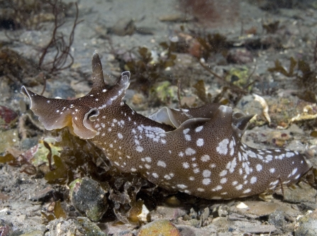 Sea hare © Paul Naylor