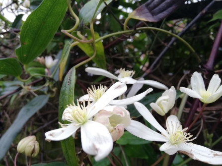 Winter clematis in Adam's garden