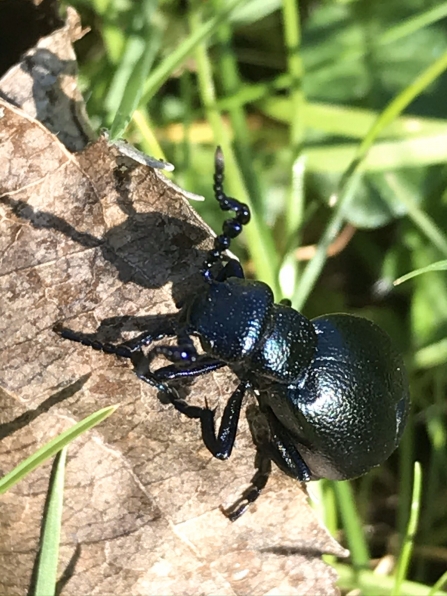 Oil Beetle in the sun
