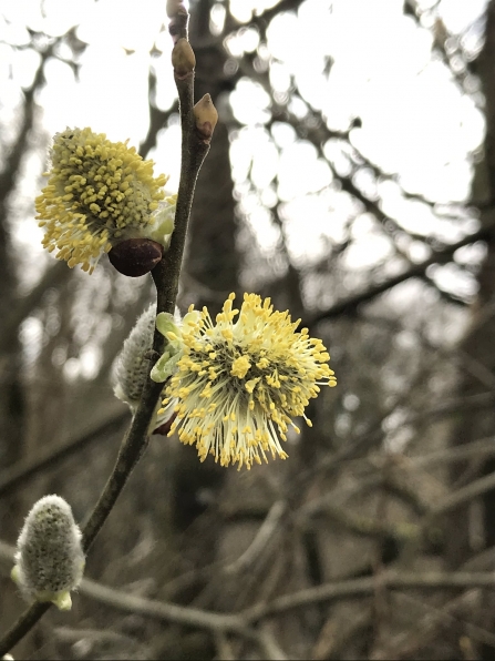 Willow Catkin