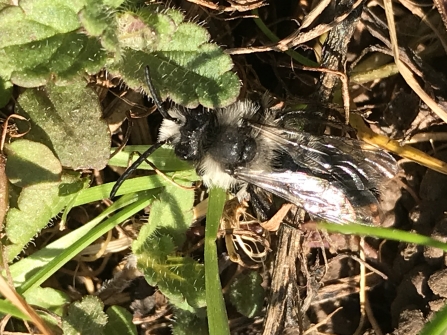 Ashy mining bee