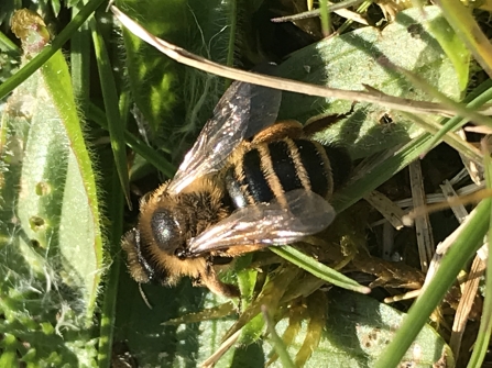 Yellow legged mining bee