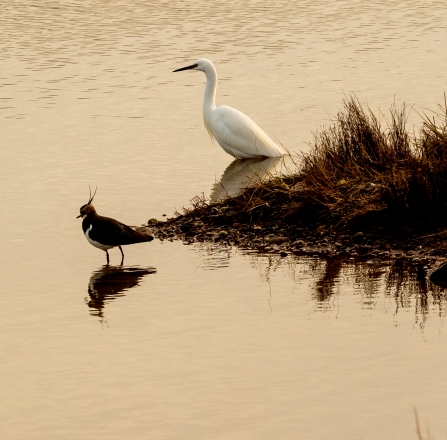 Lapwing and little egret in the Western Yar estuary © Pete Johnstone