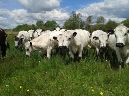 British White cattle at Winnall Moors