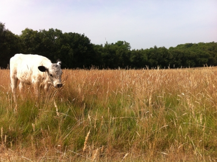 Cattle at College Copse