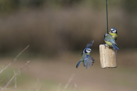 Blue tits on suet cake © Nicholas Watts