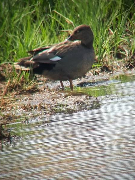 Gadwall preening at the waters edge