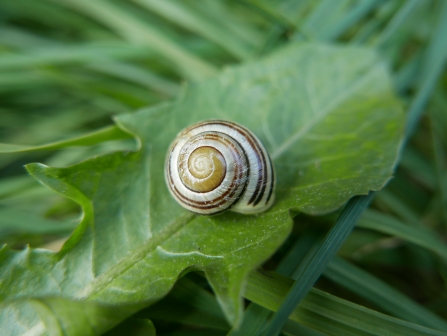 Banded snail on leaf