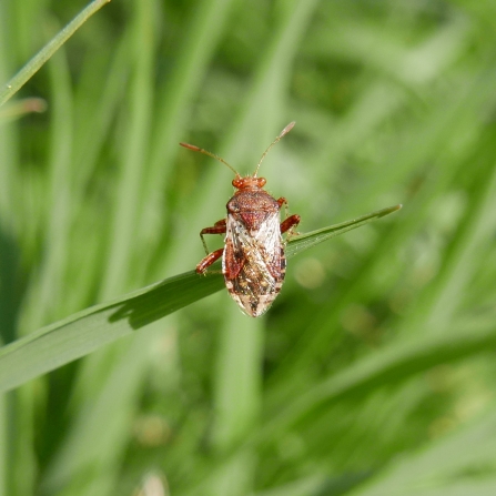 Glasswing bug
