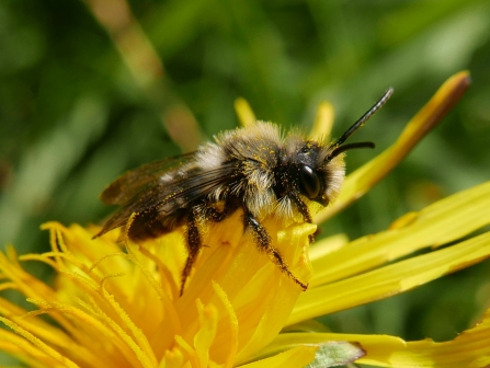 grey mining bee on dandelion flower