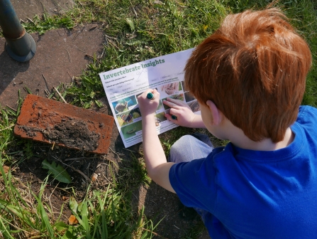 Boy doing invertebrate insight survey