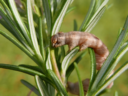 Looper moth caterpillar