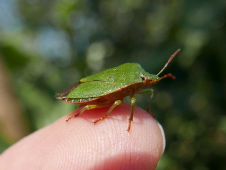 shield bug on finger tip