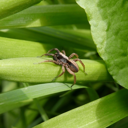 Wolf spider