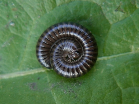 millipede