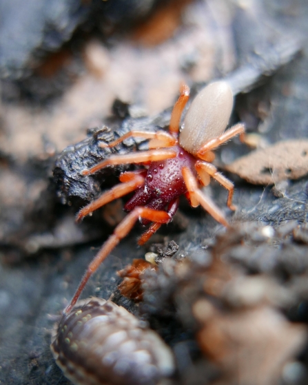 Woodlice Spider