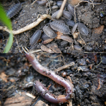 Woodlice and earth worm