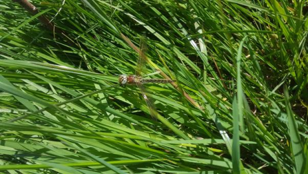 Hairy Dragonfly at Sandown Meadows