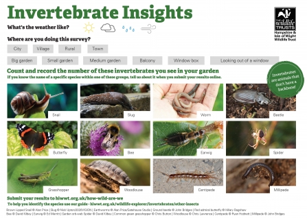 Invertebrate Insight Sheet