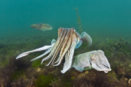 Male cuttlefish guards mate from rival © Alexander Mustard/2020VISION