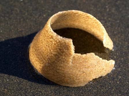 Necklace shell snail sand collar © Hans Hillewaert