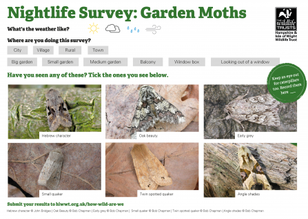 Night time survey - Garden Moths
