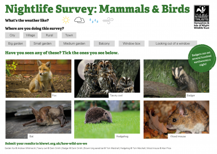 Night time survey - Birds and Mammals