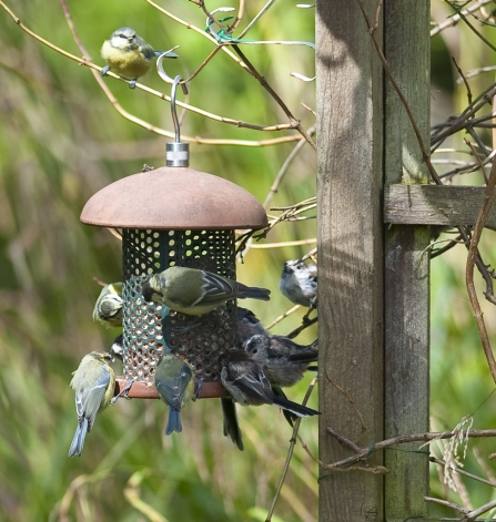 Tits around bird feeder