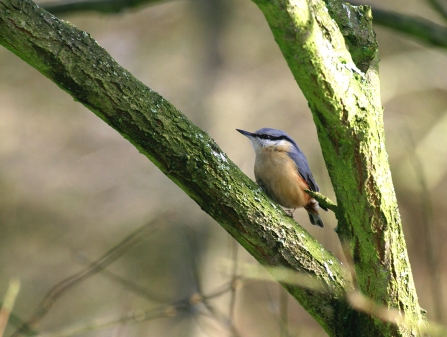 Nuthatch on branch