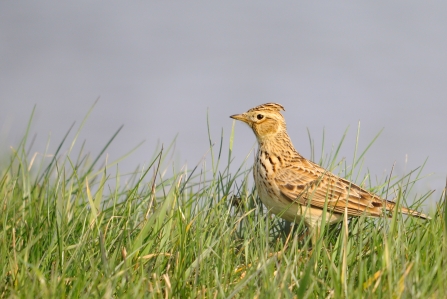 Skylark in grass © Amy Lewis