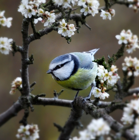 Blue tit in blossoms
