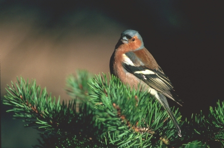 Male Chaffinch in pine