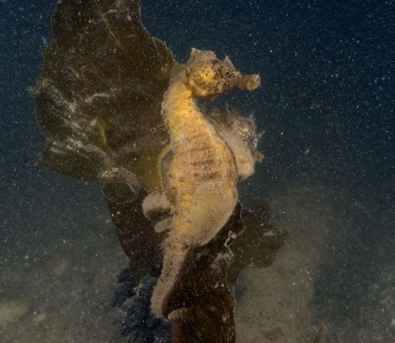 Short snouted seahorse pair © Paul Naylor