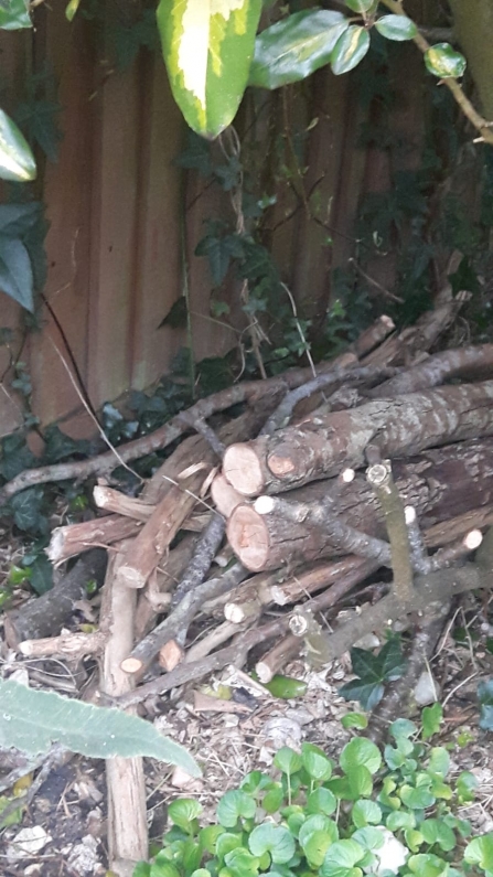 Angela's log pile habitat