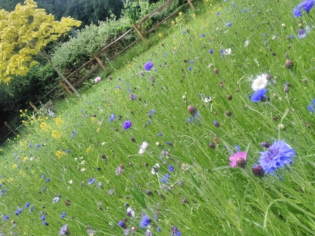 Wildflower Meadow planted by Clare