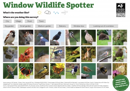 Window Wildlife Spotter Sheet