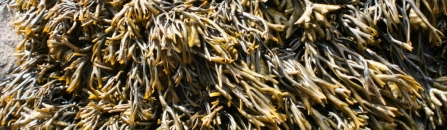 Channel Wrack Nigel Phillips