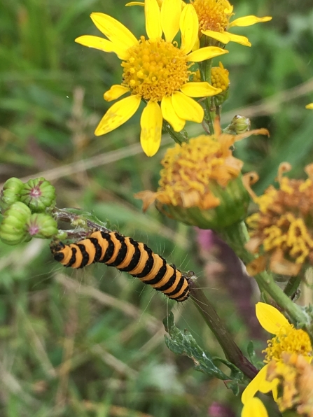 Cinnabar moth caterpillar