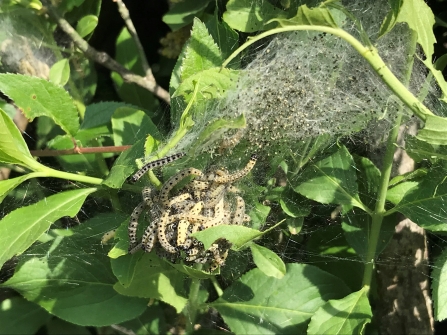 Ermine moth caterpillars