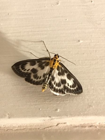 Magpie moth