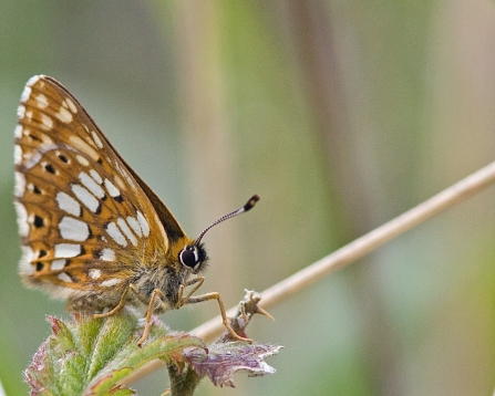 Duke of Burgundy Fritillary- G Hoggarth