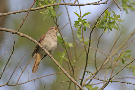 Pale brown nightingale bird sat on branch surrounded by green leaves singing 