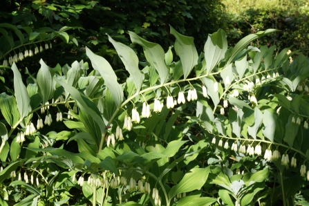 Garden hybrid Solomon’s Seal