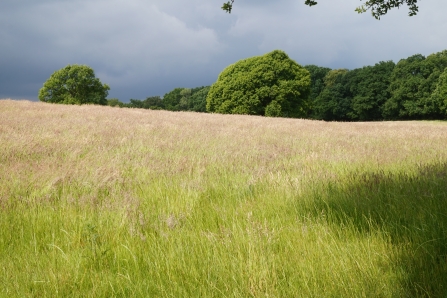 Field Oaks amongst Yorkshire Fog