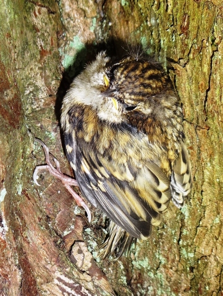 Treecreeper chick