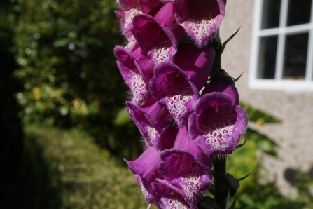 Foxglove