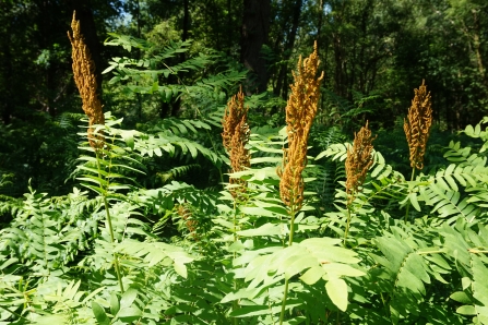  Royal Fern with golden fertile fronds