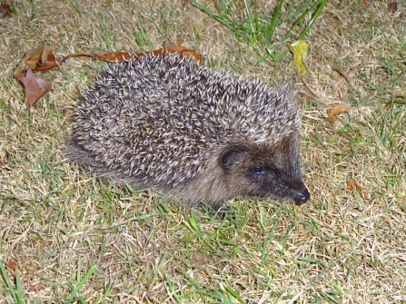 Hedgehog 