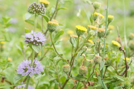 The blue-flowered Pennyroyal growing amongst Small Fleabane